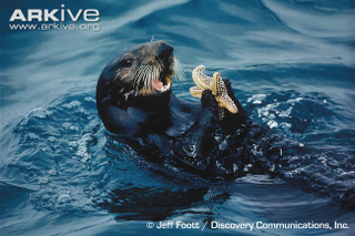 Illustration for article titled Monday Mustelid - Enhydra lutris Edition